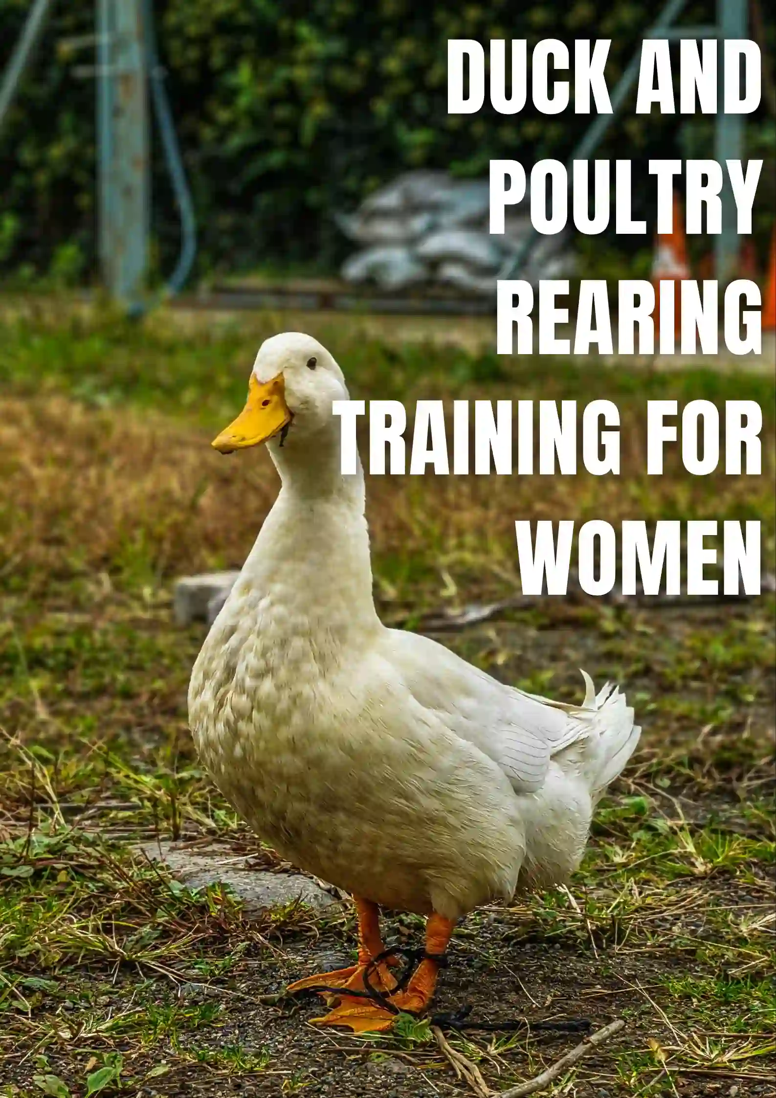 Notice Regarding Duck and Poultry Rearing Training for Women