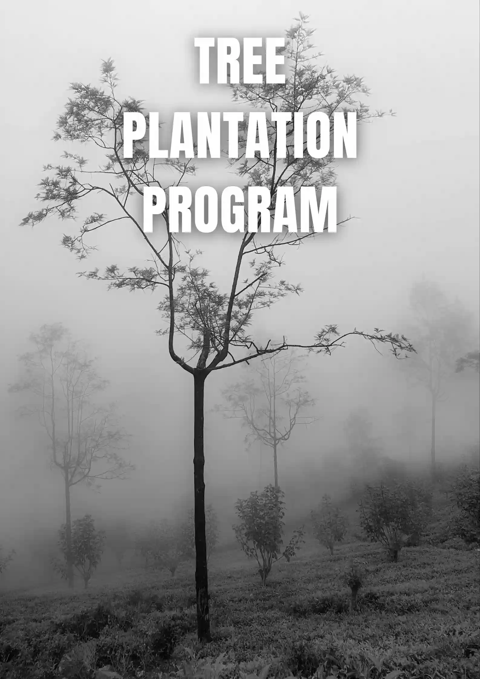 Tree Plantation Program