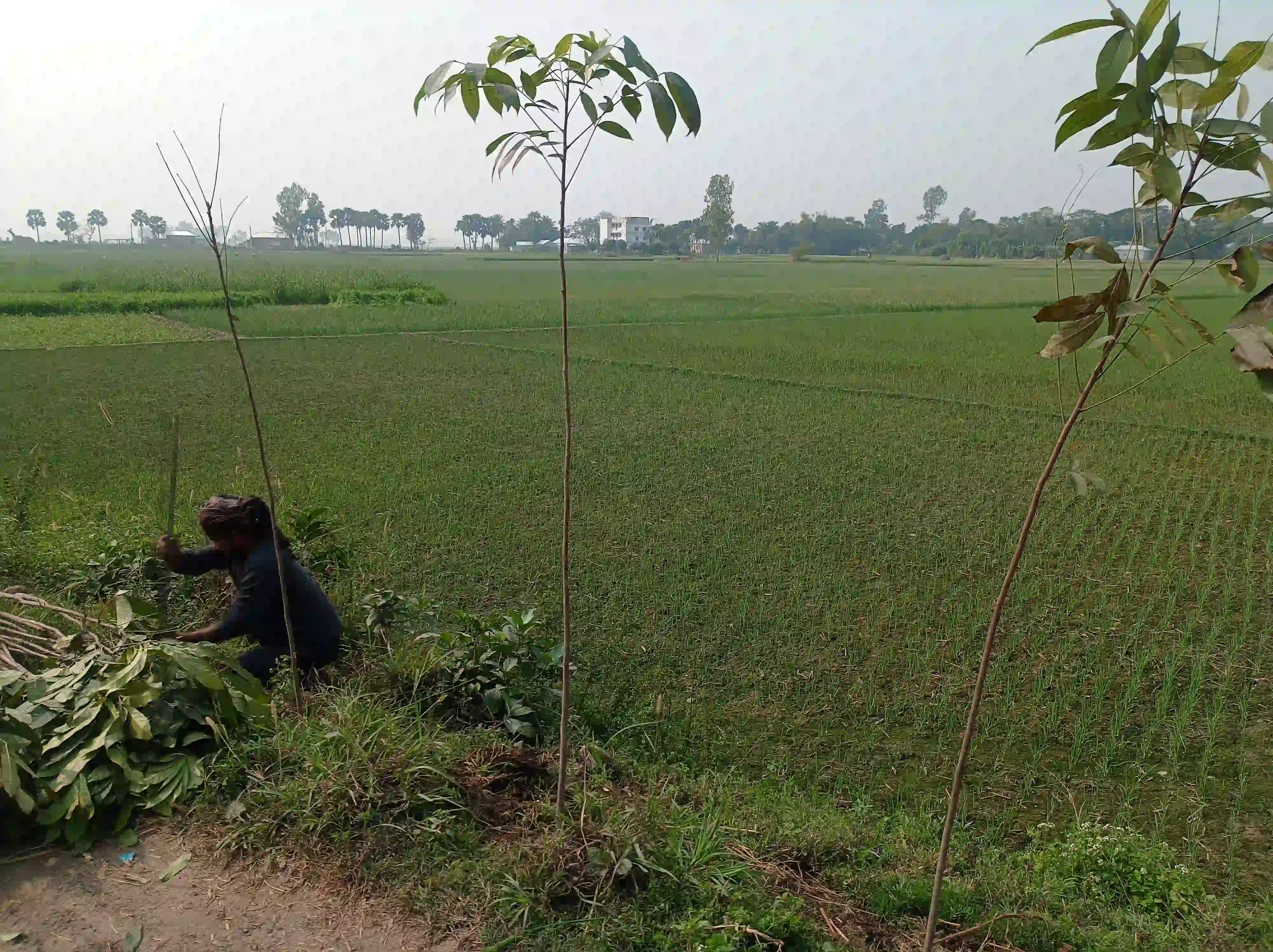 Tree Plantation Program - Image 2
