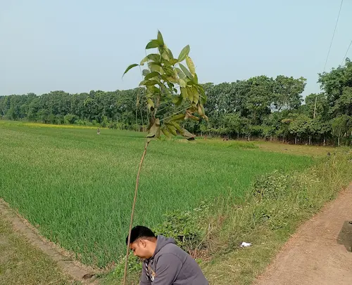 Tree Plantation Program - Image 3