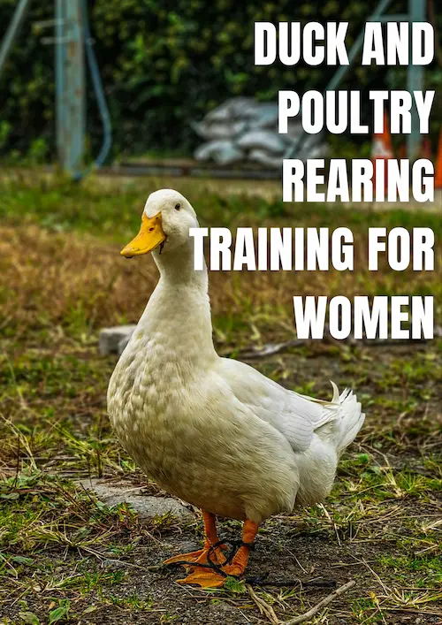 Duck and Poultry Rearing Training for Women